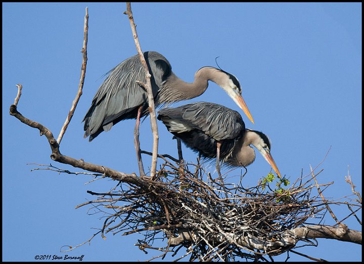 _1SB0240 great-blue herons on nest.jpg